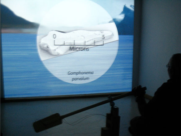 diatoms 3d