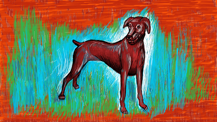 Dog