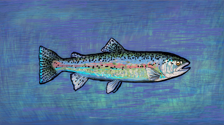 Trout