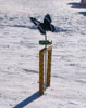 butterfly wicket