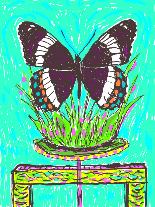 butterfly