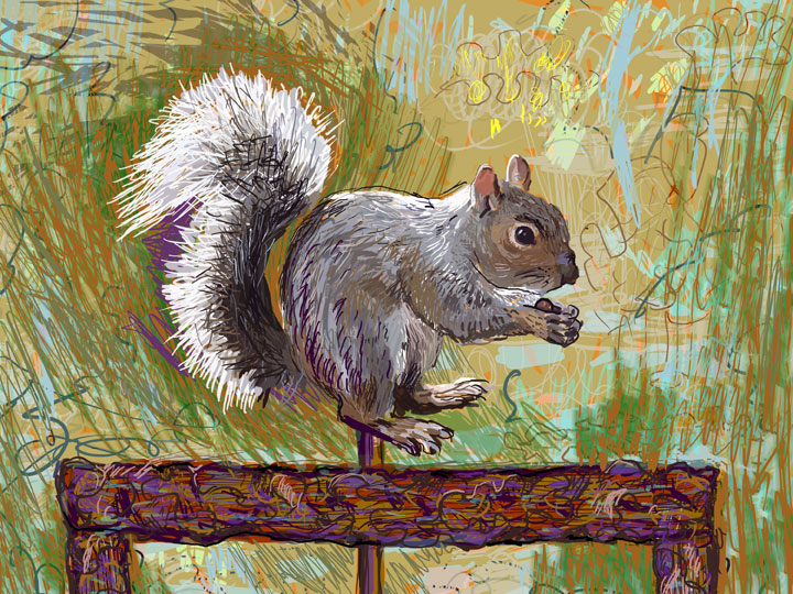 squirrel