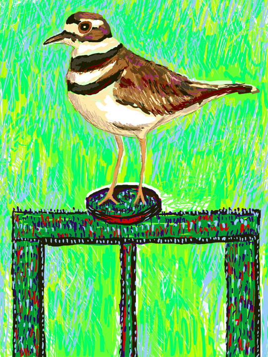 killdeer