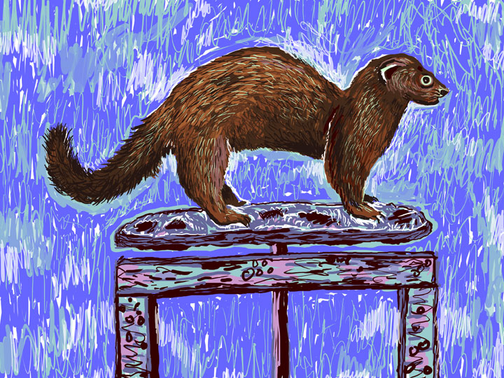 mink