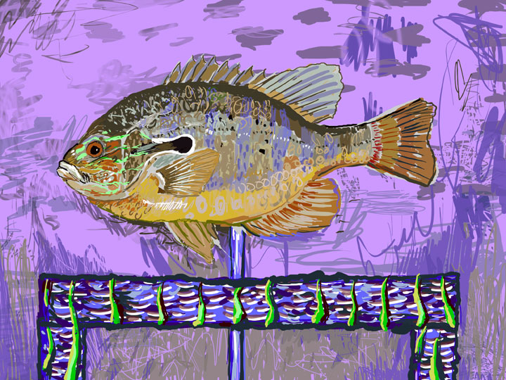 sunfish wicket